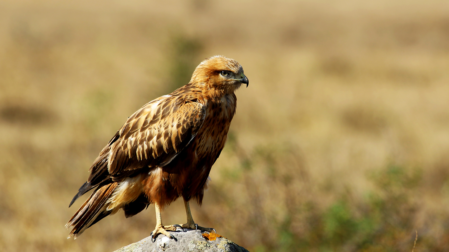 Long-legged Buzzard — Ana fotoğraf